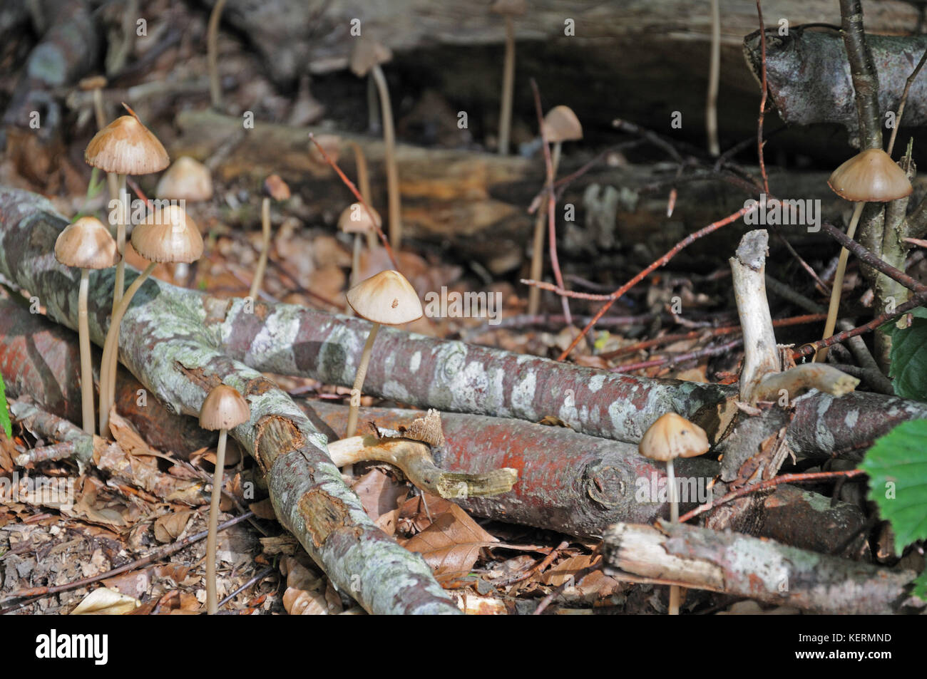 mushrooms growing between dead wood at forest floor Stock Photo - Alamy