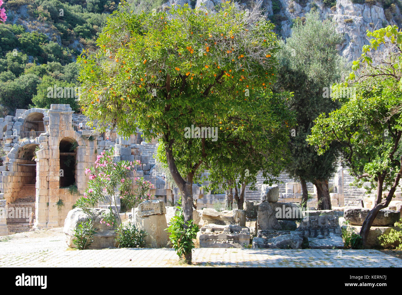 Picturesque views of the ruins of the ancient theater on the background of mountains, flowering trees with purple flowers and fruit of oranges in Myra Stock Photo