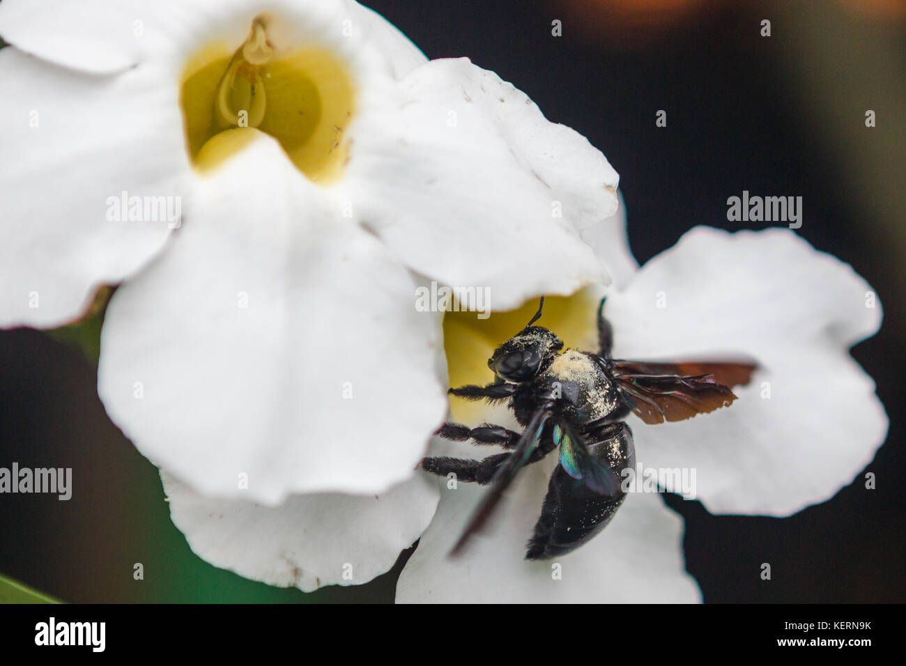 Xylocopa micans - carpenter bee. Stock Photo