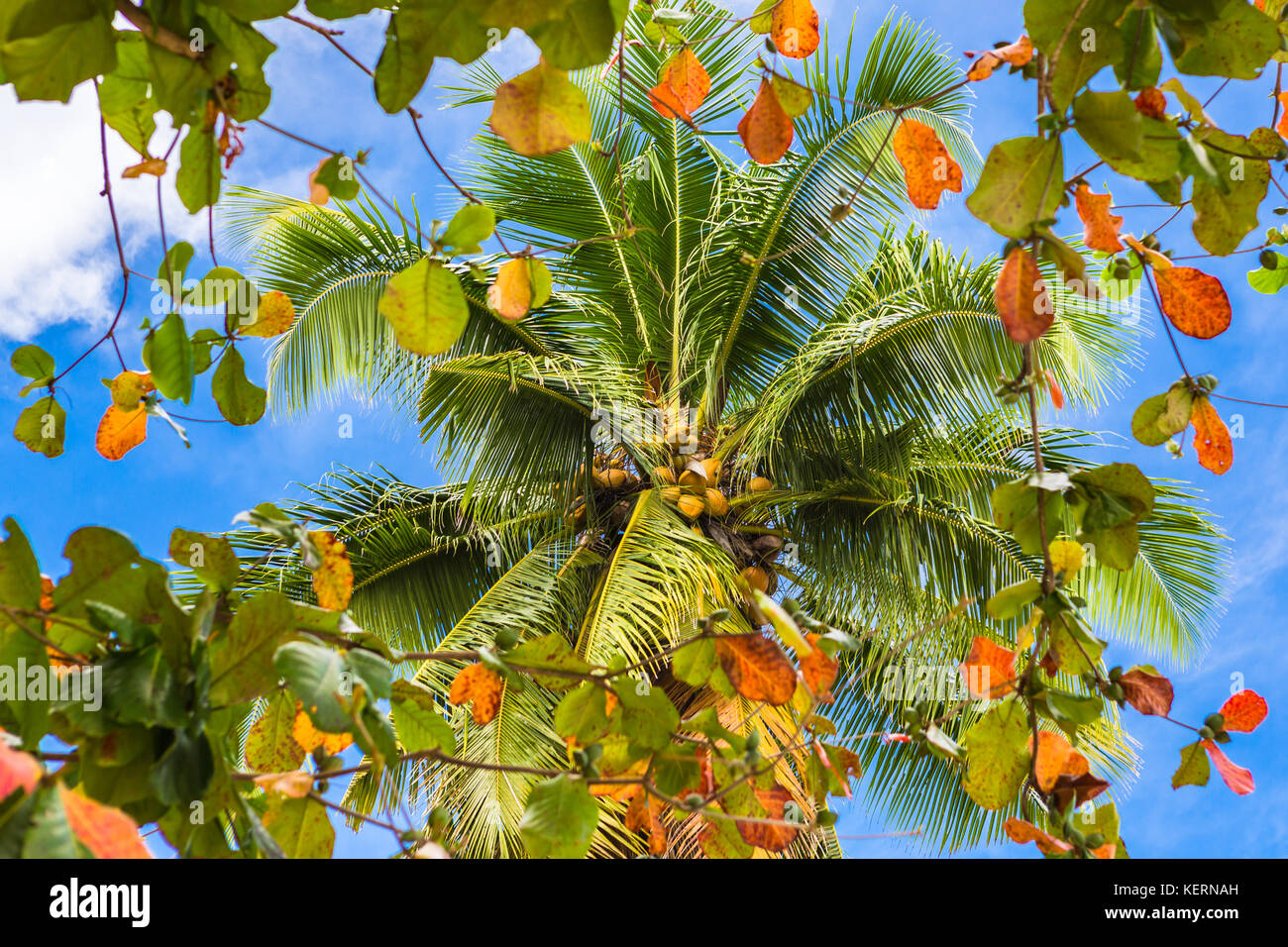 Coco palm asia hires stock photography and images Alamy