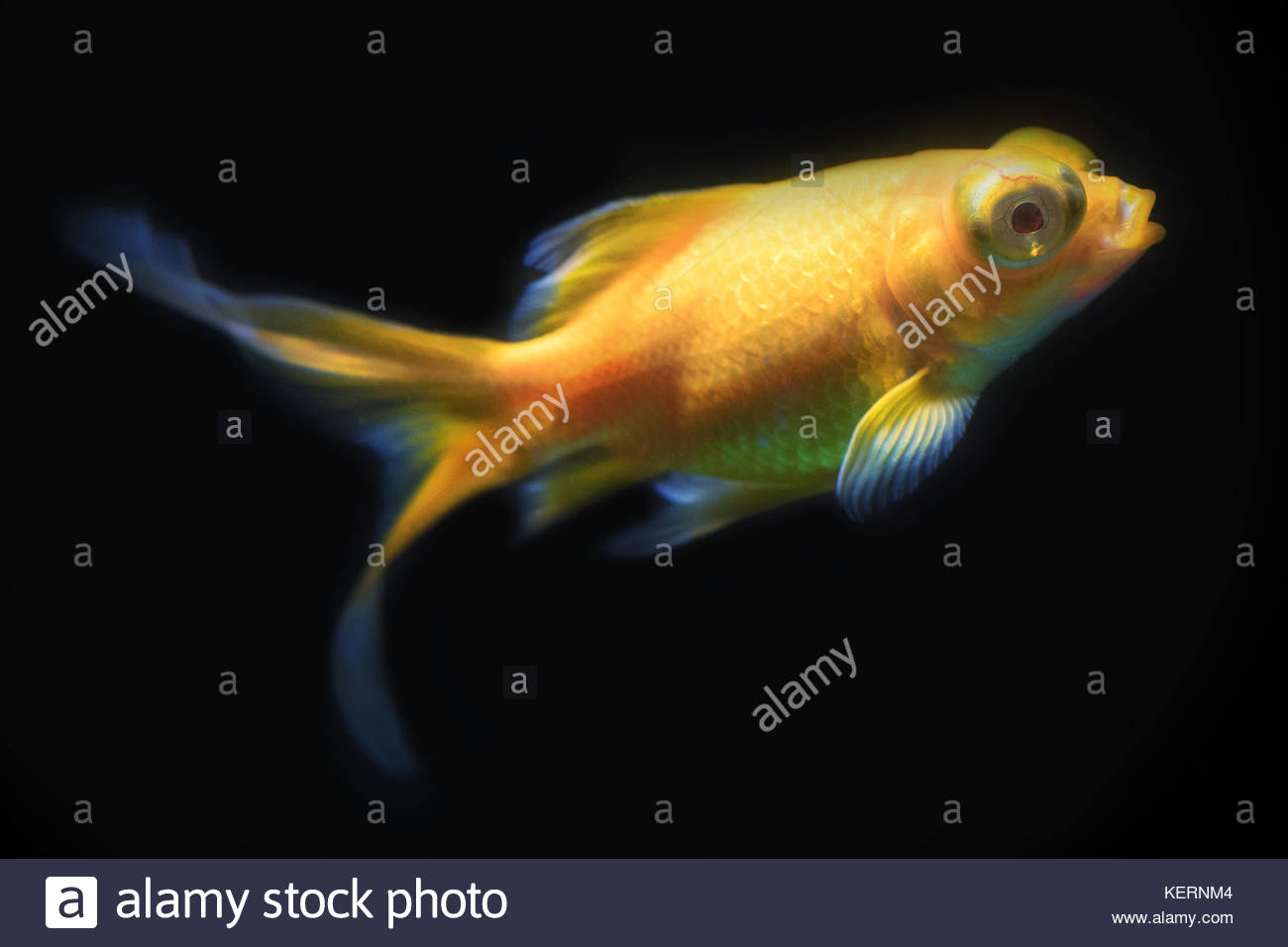 Telescope Goldfish Stock Photos & Telescope Goldfish Stock Images Alamy