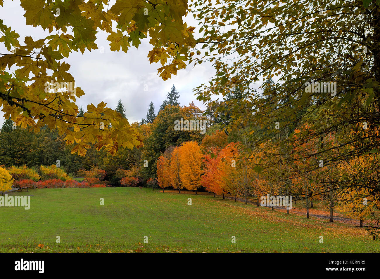 Vibrant peak fall season foliage colors in Oregon City park Stock Photo