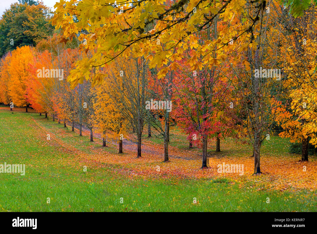Park with tree lined maple trees in peak fall colors in Oregon Stock Photo