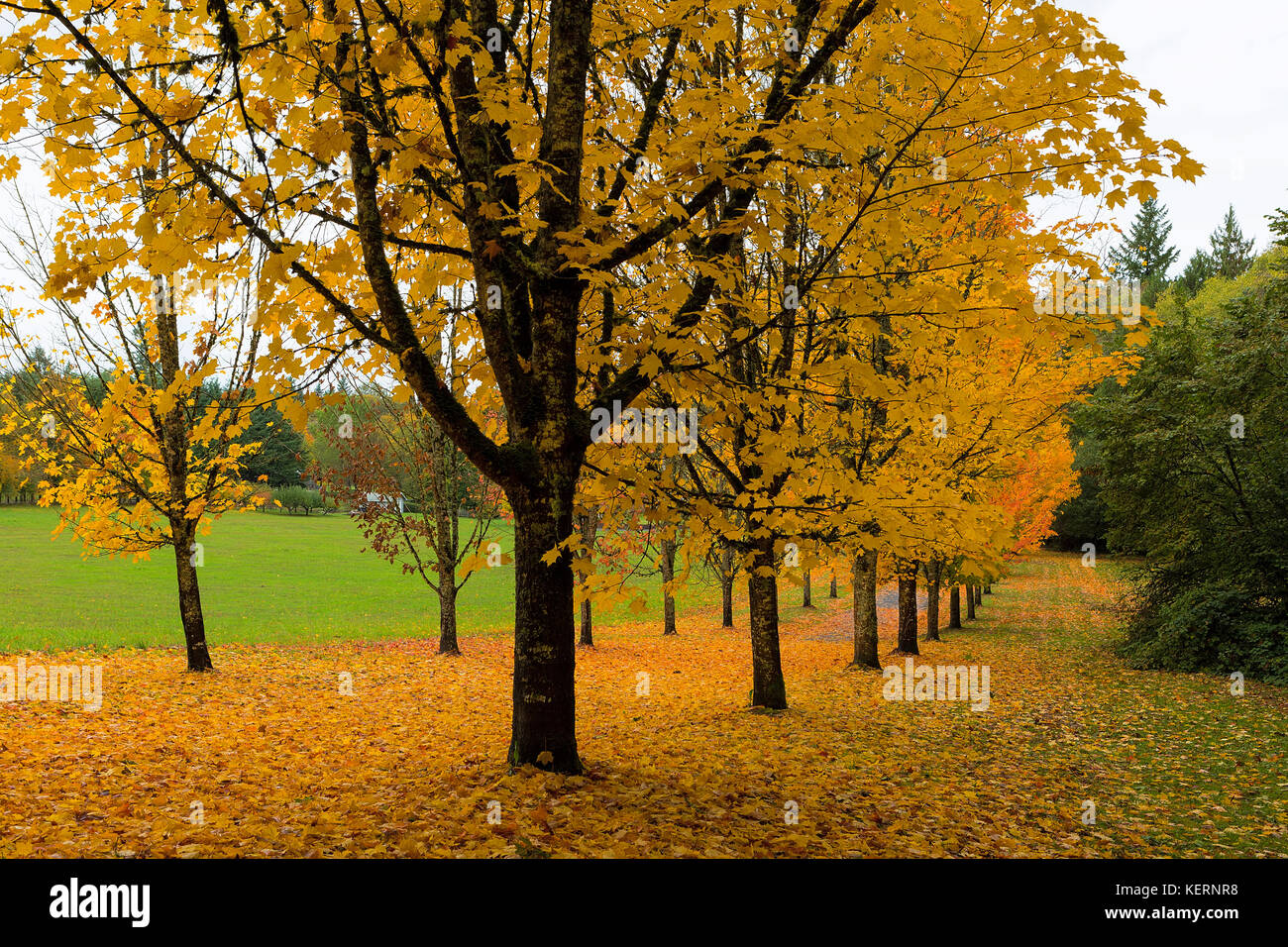 Maple trees in peak golden fall colors on tree lined waling path in the park Stock Photo