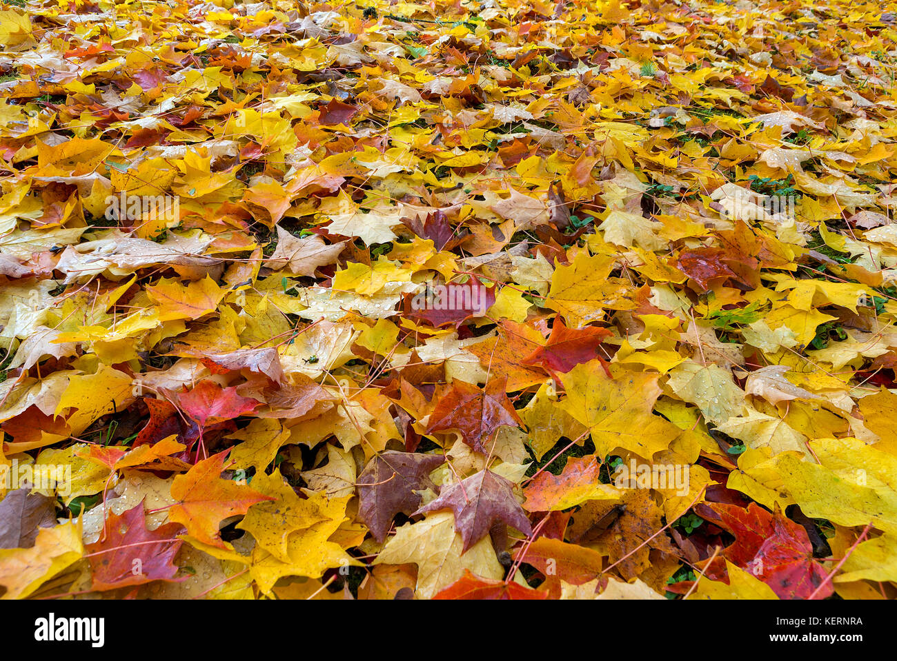 Fallen leaves covering parks garden ground in Fall season foliage color Stock Photo
