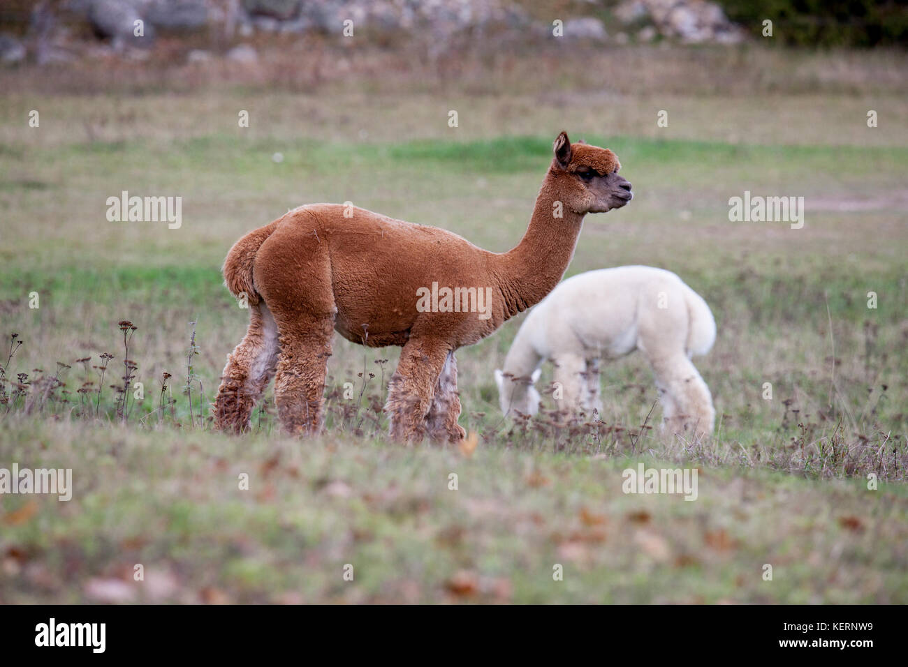 ALPACKA animals graze in the Swedish nature 2017 Stock Photo - Alamy