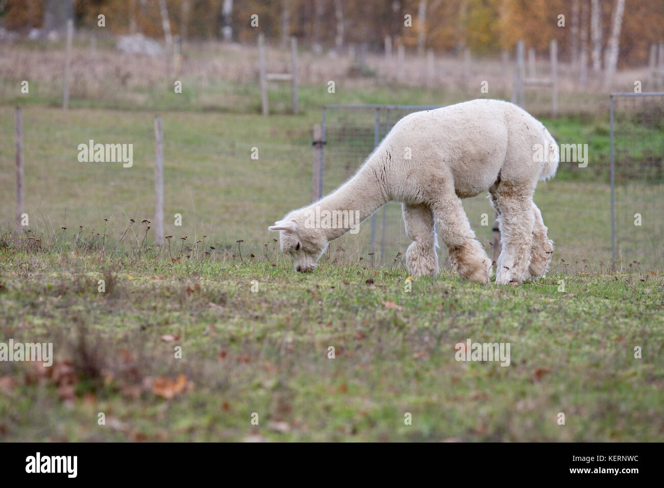 ALPACKA animals graze in the Swedish nature  2017 Stock Photo