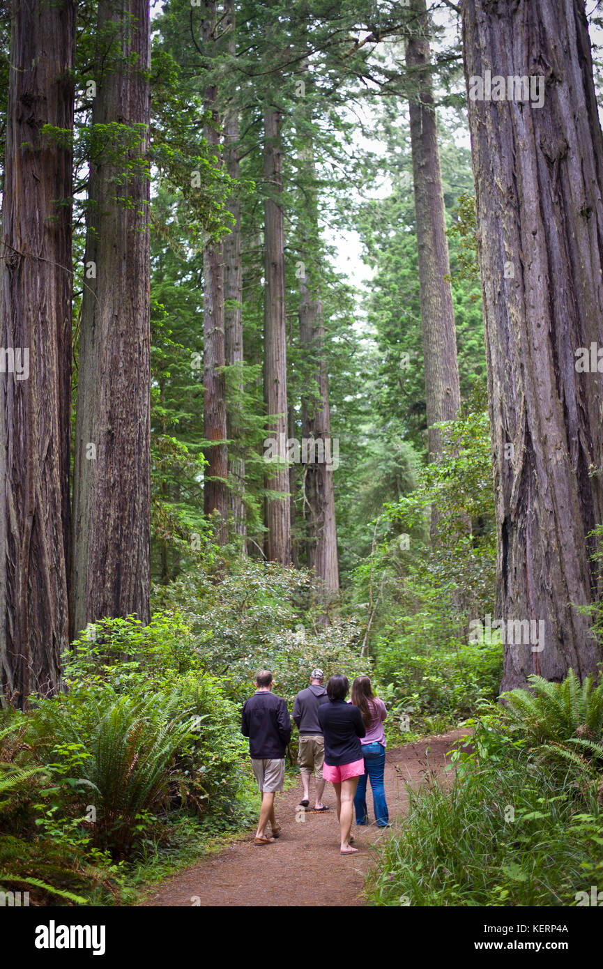 Hikers stroll in Giant Redwoods, Sequoiadendron gaganteum, in Redwood Forest National Park, California, United States, the tallest trees on Earth. Stock Photo