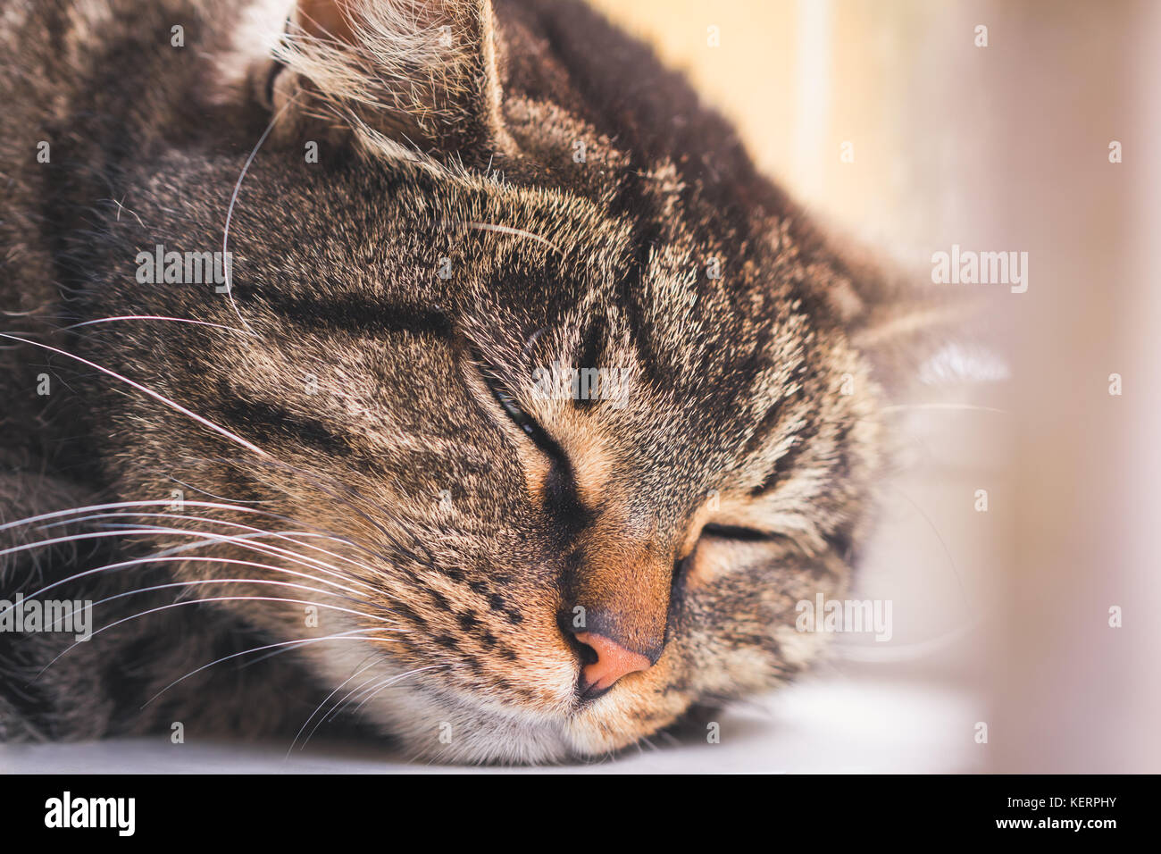 Portrait of a sleeping striped cat on a window sill Stock Photo - Alamy