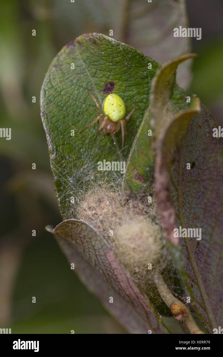 Cucumber Green Orb Web Spider; Araniella cucurbitina Single with Web on Leaf Cornwall; UK Stock Photo