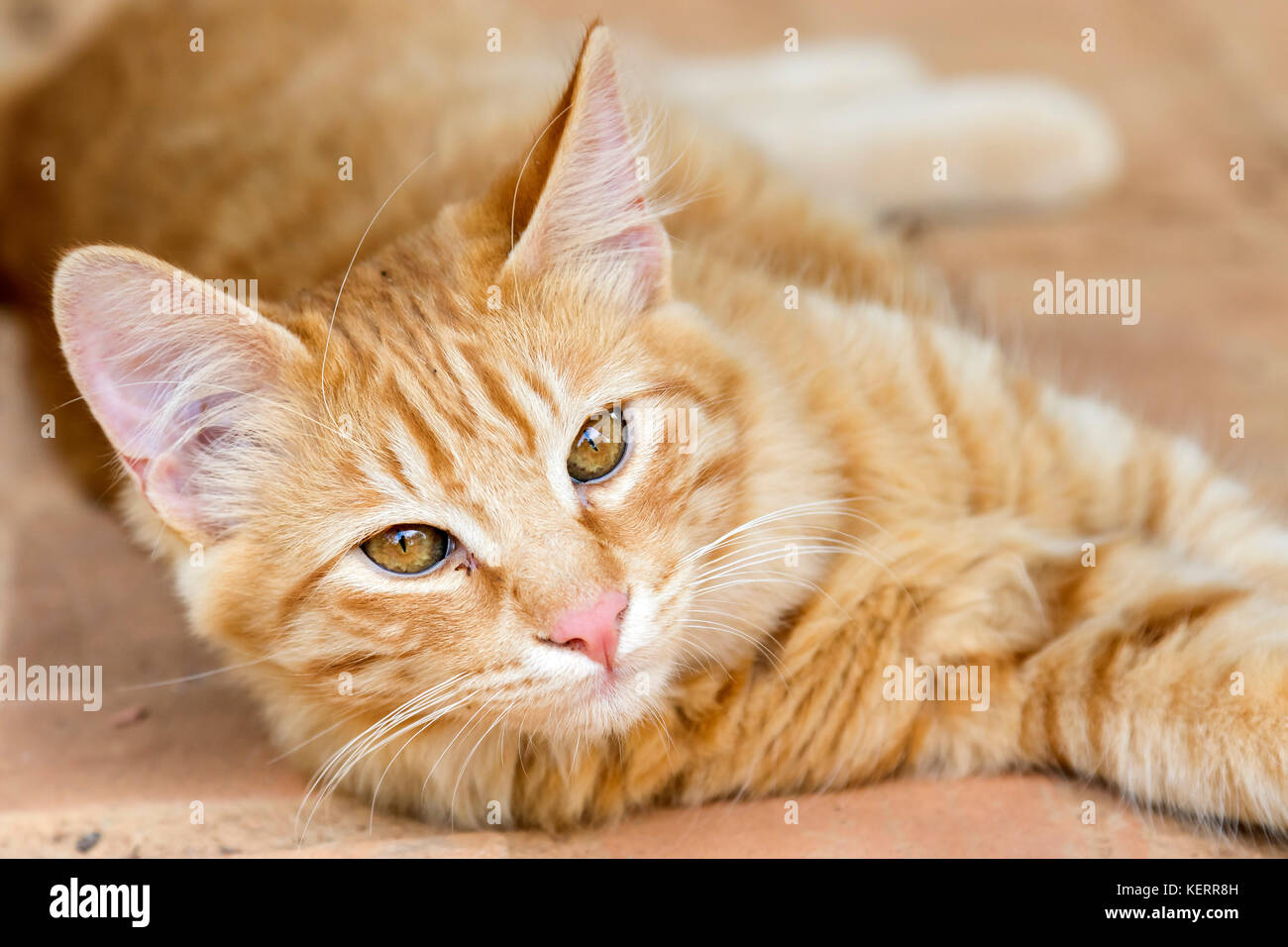 yellow stray kitty cat portrait laying on the floor Stock Photo