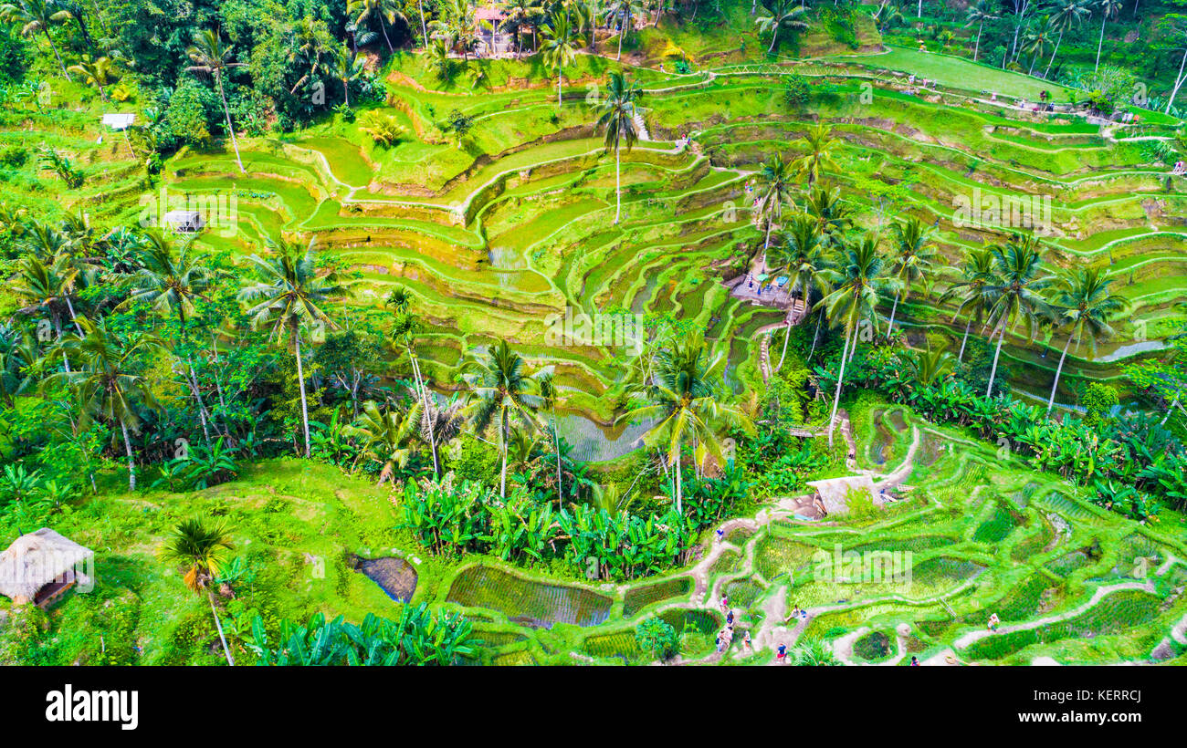 Ubud rice terraces. Bali, Indonesia Stock Photo - Alamy