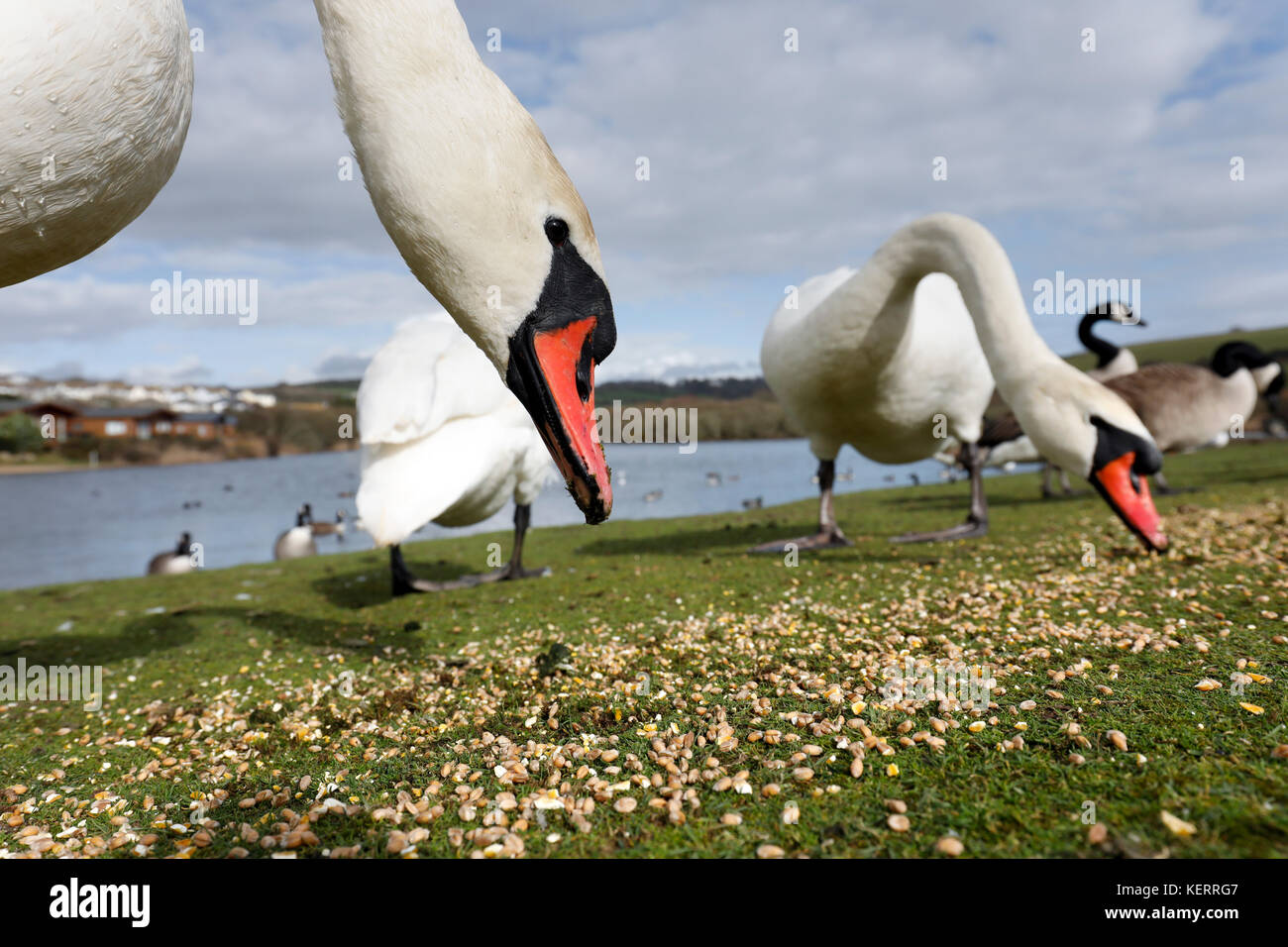 Mute Swan; Cygnus olor Three; Feeding Cornwall; UK Stock Photo