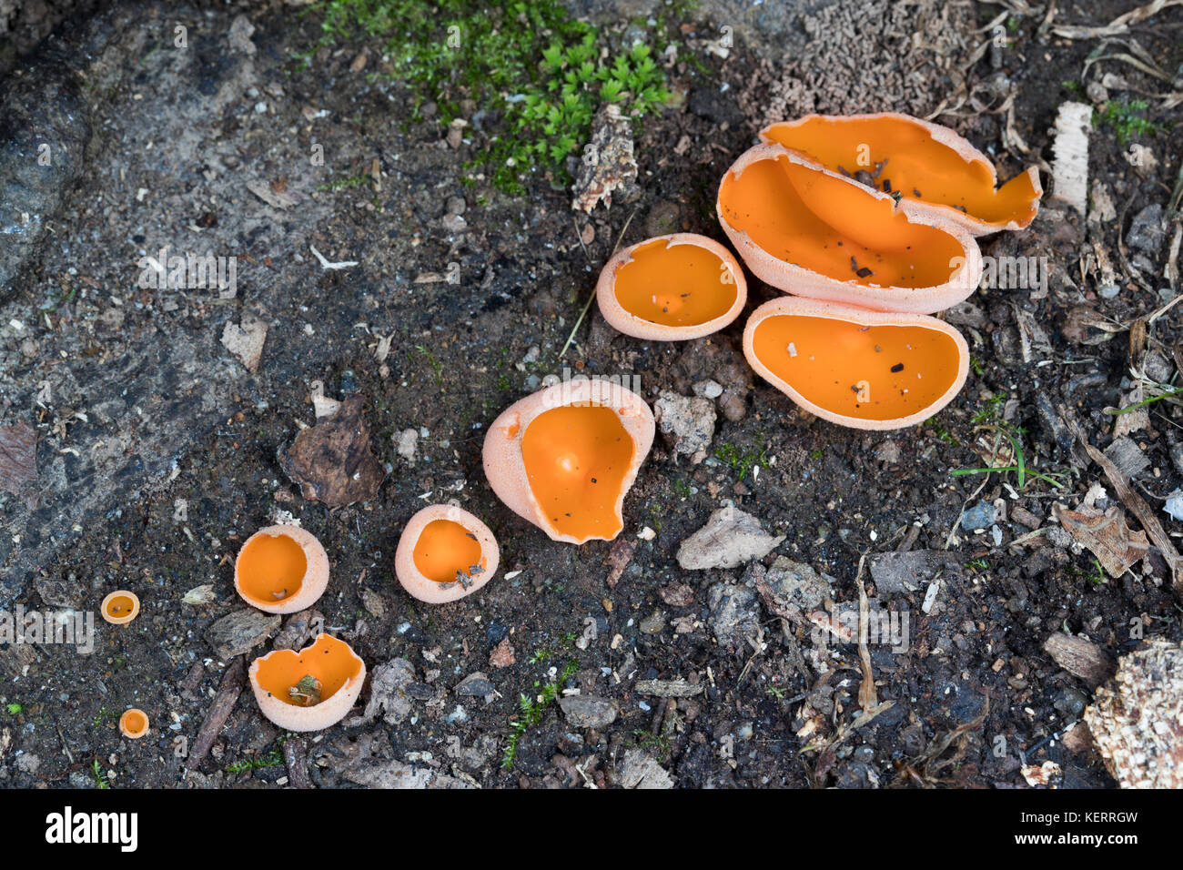 Orange Peel Fungus ; Aleuria aurantia Autumn; Cornwall; UK Stock Photo