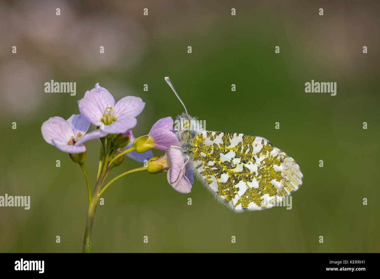 Orange Tip Butterfly; Anthocharis cardamines Single; Female Roosting on Cuckoo Flower Lancashire; UK Stock Photo