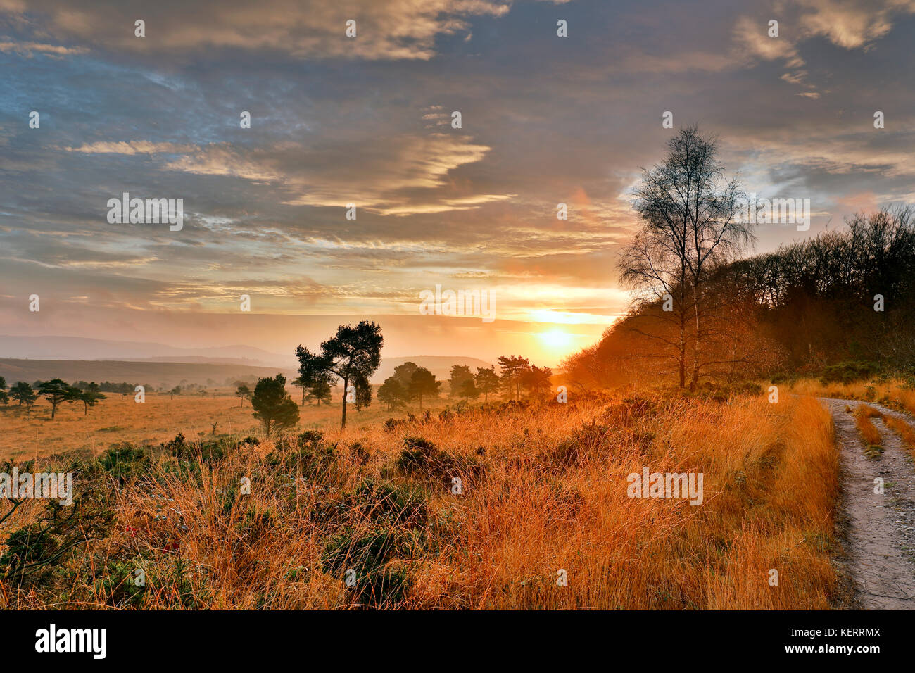 Woodbury Common; Devon; UK Stock Photo Alamy