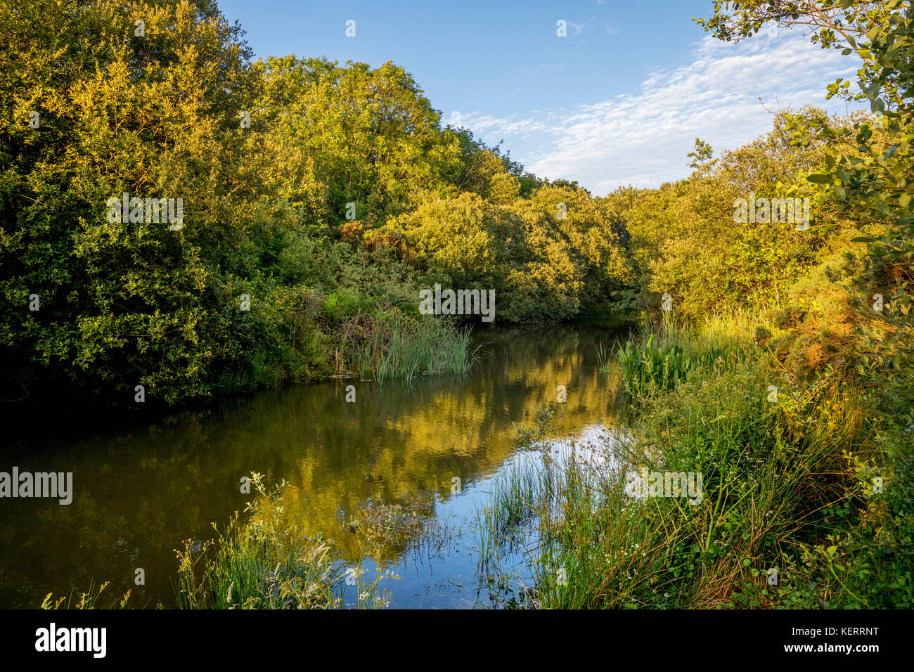 Woodland Valley; Cornwall; UK Stock Photo Alamy