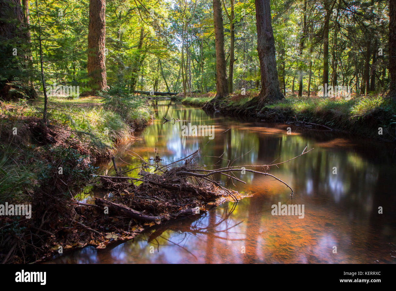 New forest campsites hi-res stock photography and images - Alamy