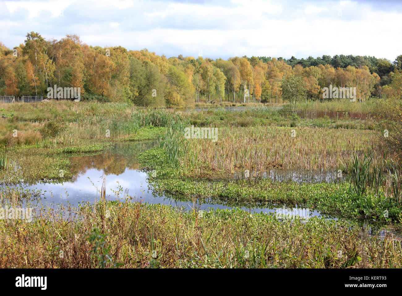 Reedbeds at Mere Sands Wood Nature Reserve, UK Stock Photo Alamy