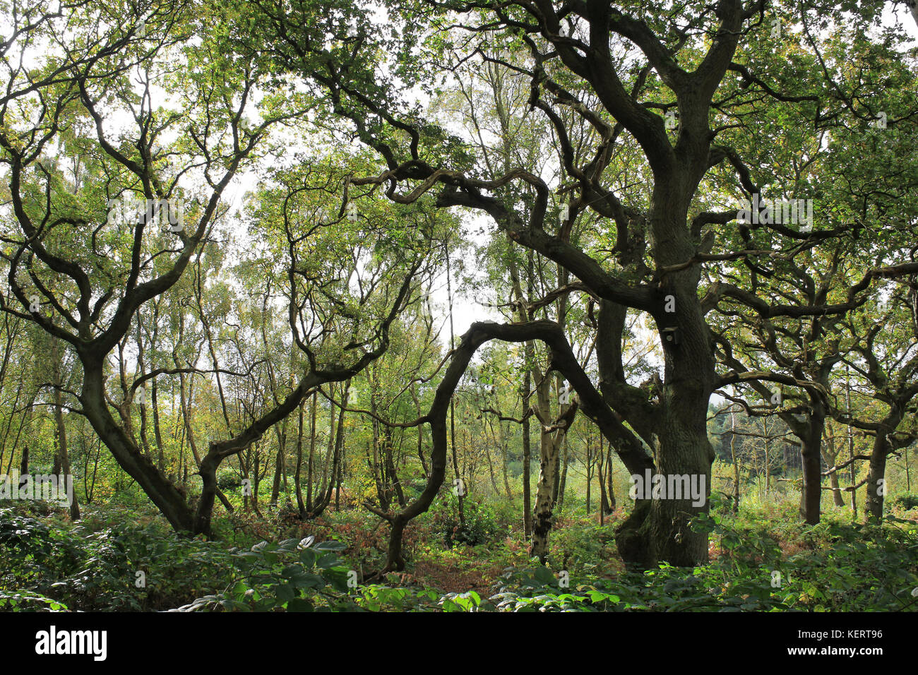 Broad Leaved Woodland at Mere Sands Wood Nature Reserve, UK Stock Photo