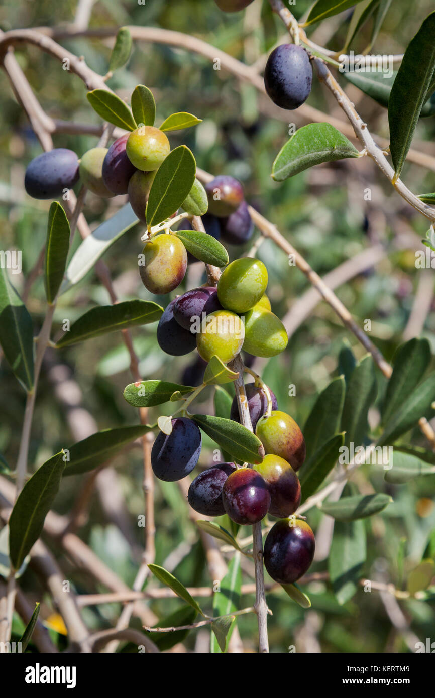 Ripe olive fruit on the branch in Nin, Croatia Stock Photo - Alamy