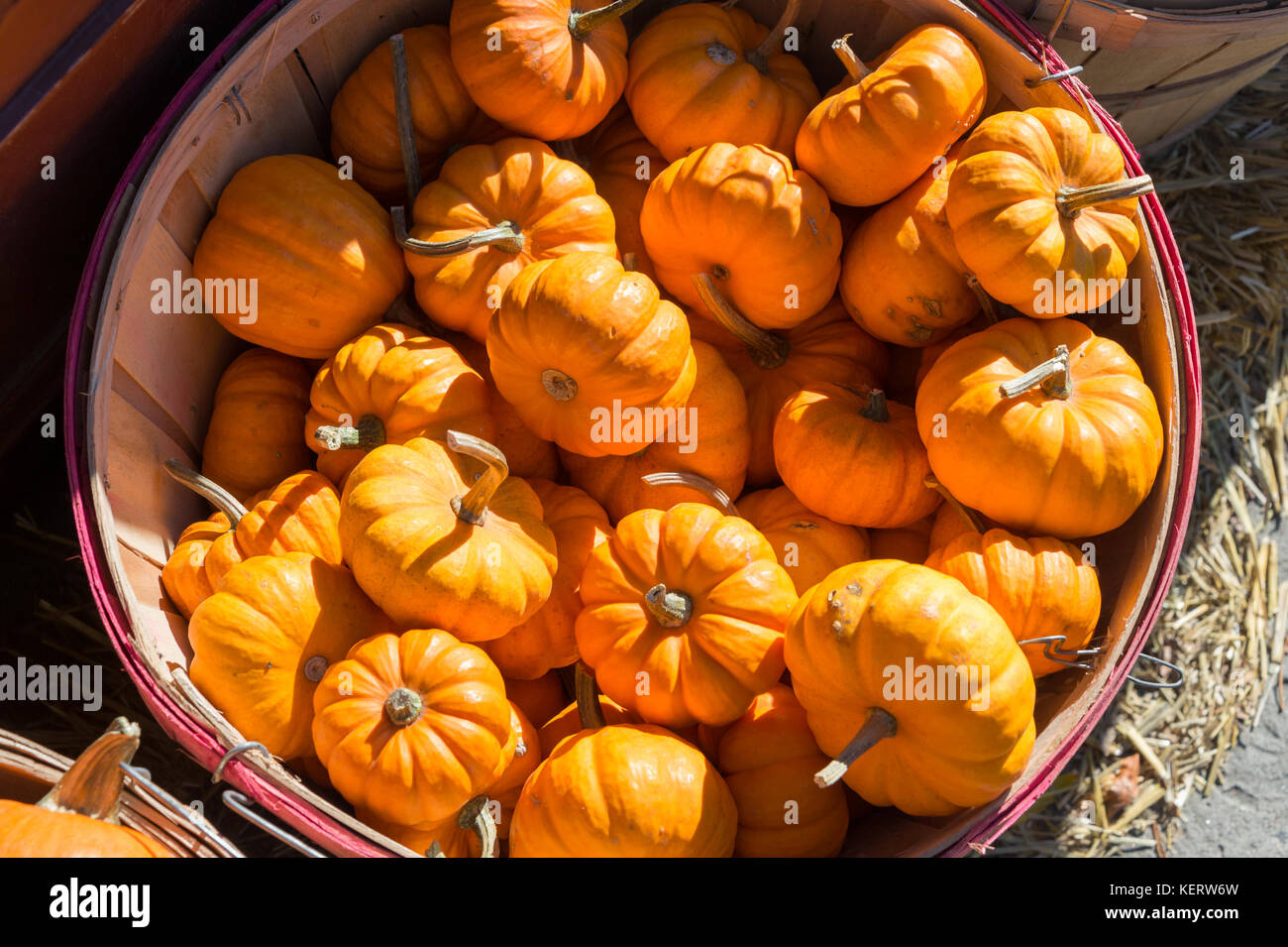 Small Halloween pumpkins for sale in Montreal, Canada Stock Photo
