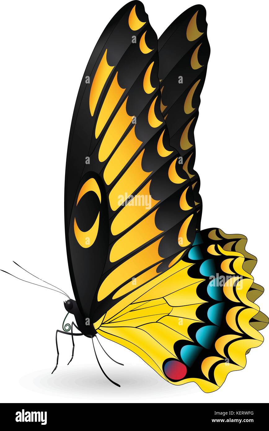 Beautiful butterfly isolated on a white background Stock Vector Image ...