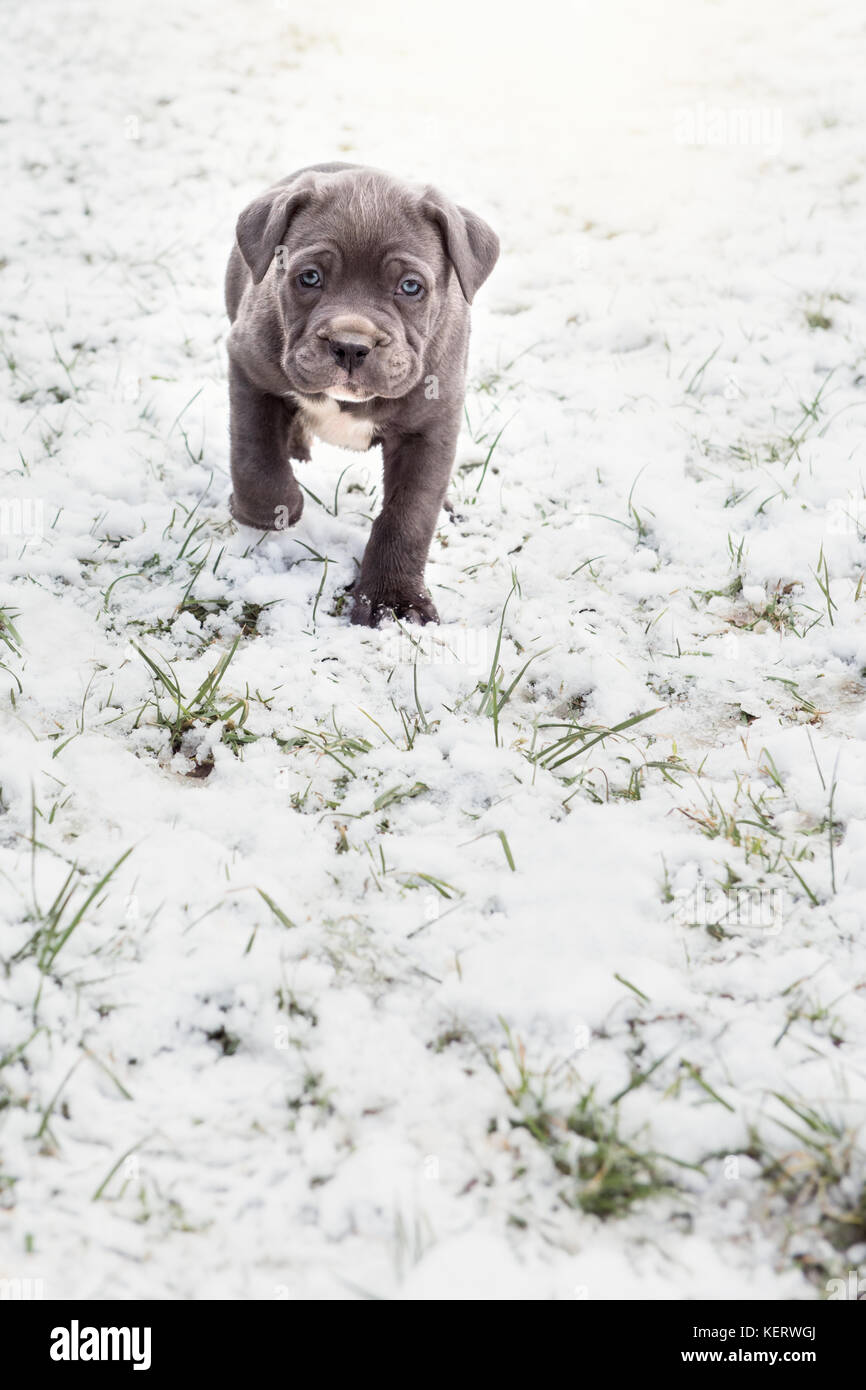 Grey Neapolitan Mastiff puppy Stock Photo - Alamy