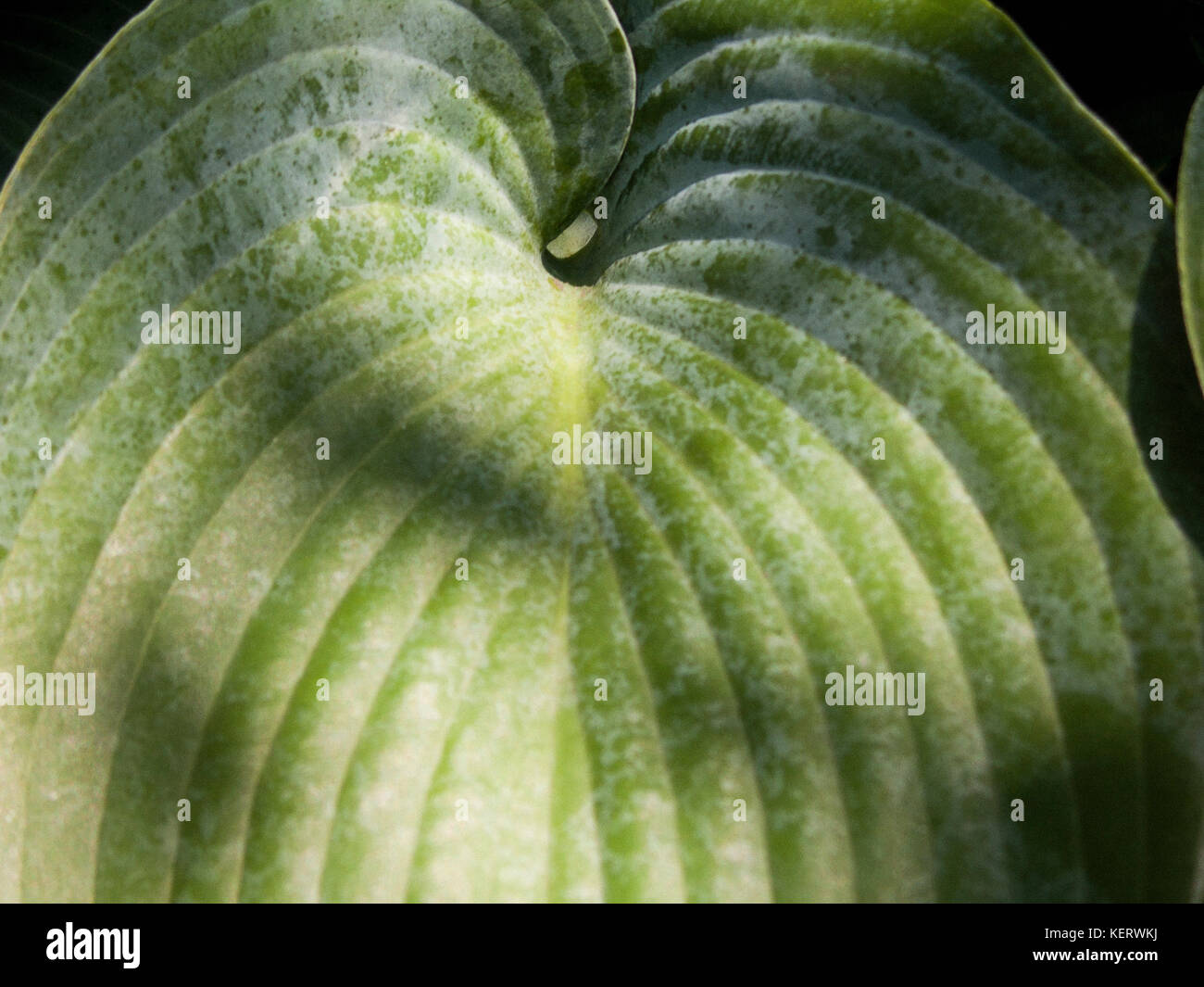 Plantain Lily Hosta Leaf, Close-Up Stock Photo
