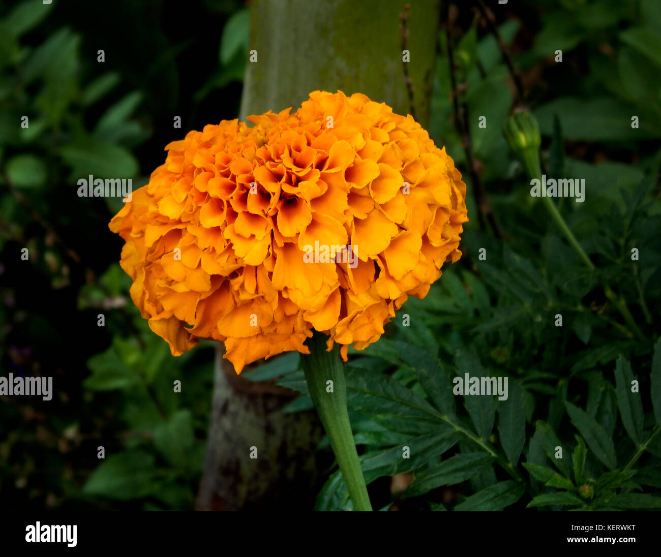 Close-Up of Marigold Flower in Park Stock Photo