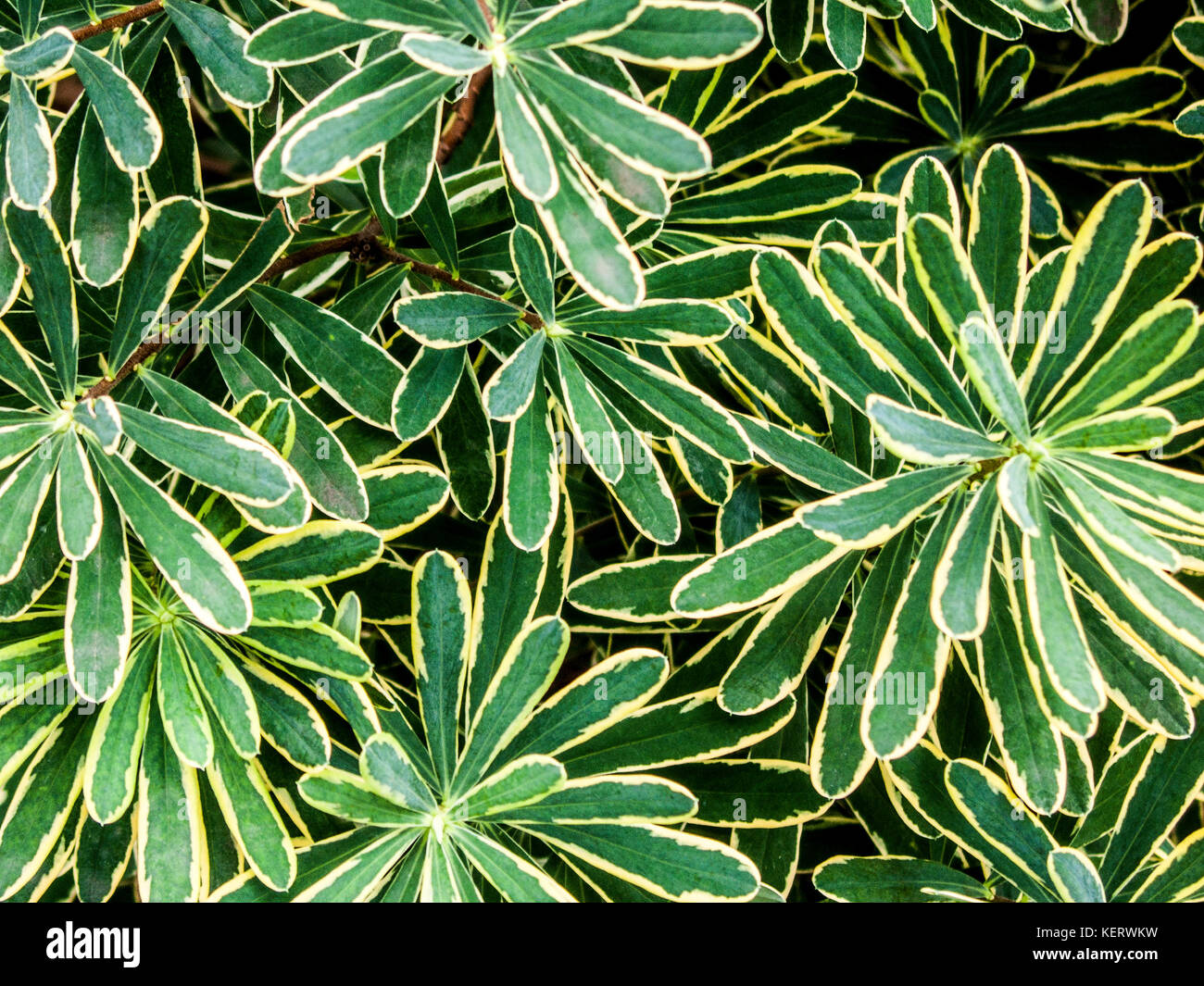 High Angle View of Green Plant Leaves with Yellow Borders Stock Photo