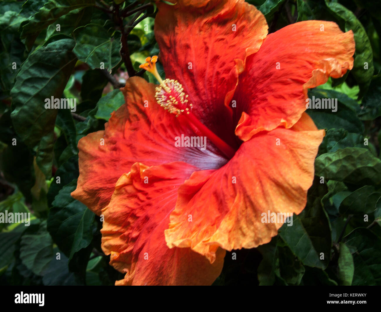 Red and Orange Hibiscus Flower Stock Photo