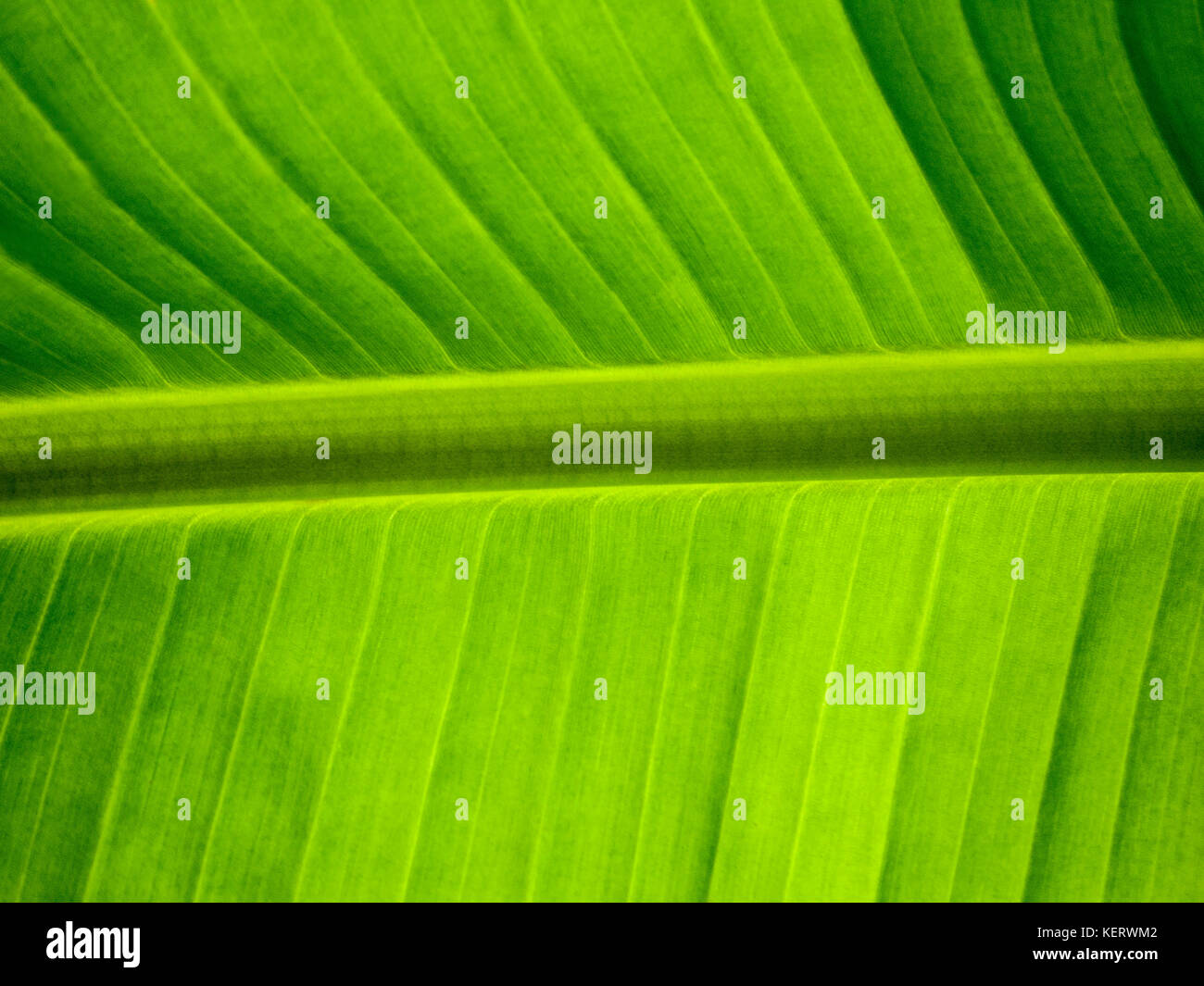 Green Banana Leaf, Close-Up 2 Stock Photo
