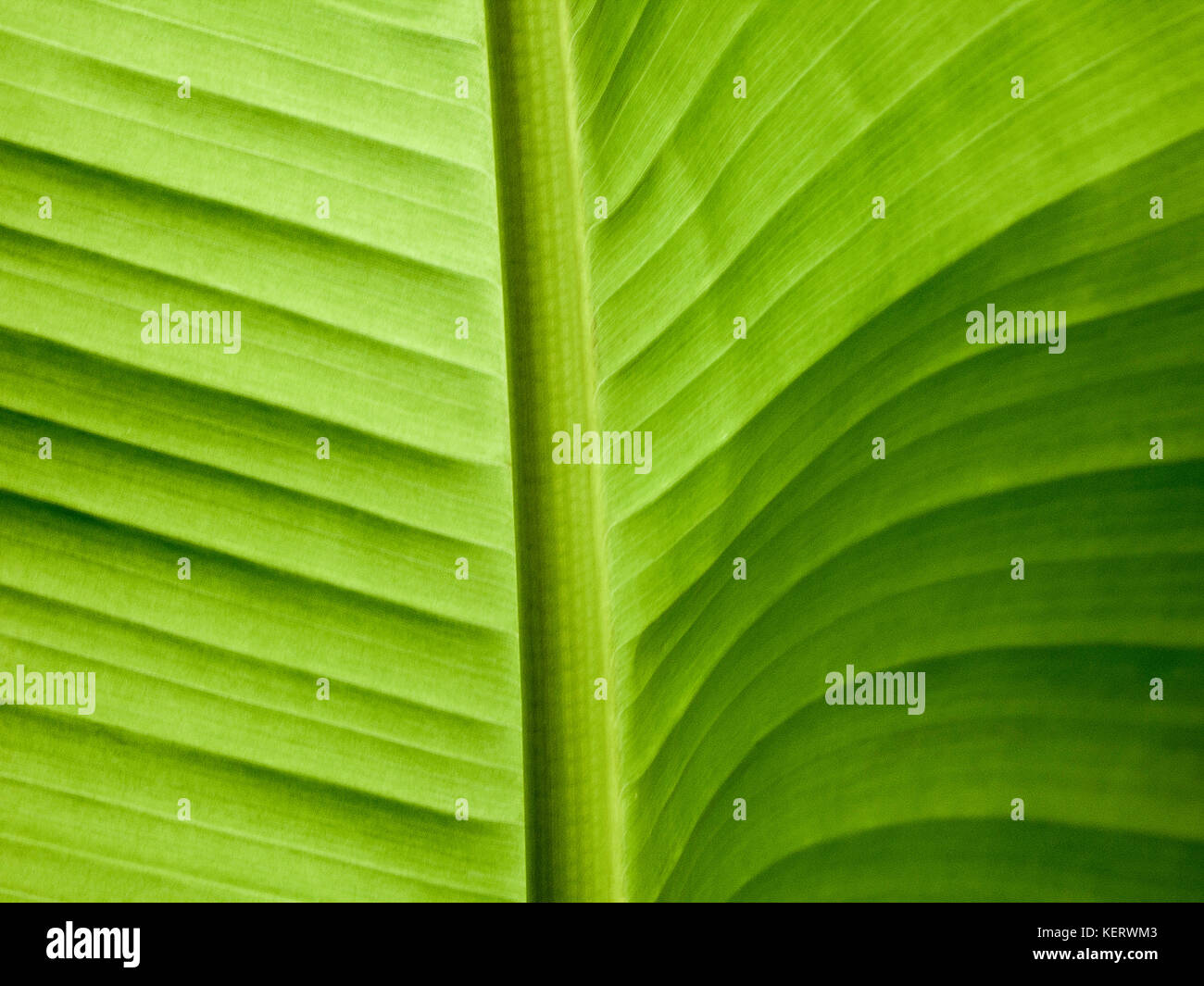Green Banana Leaf, Close-Up Stock Photo