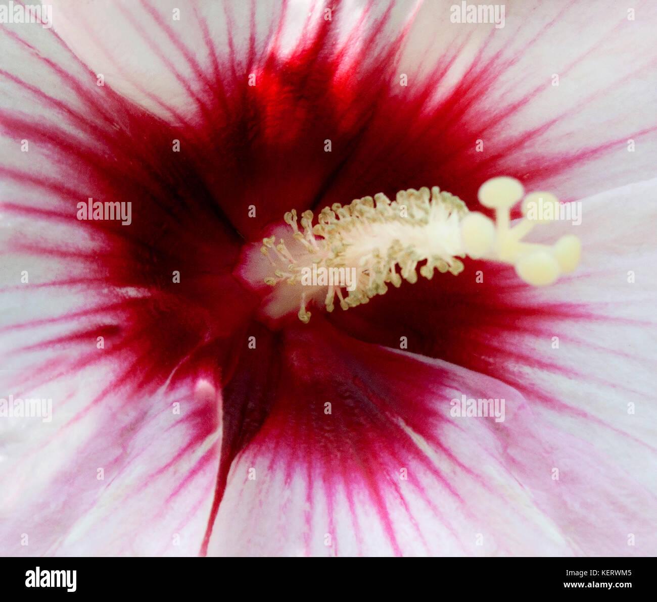 Close-Up of Hibiscus Flower, Pistil and Anther Stock Photo