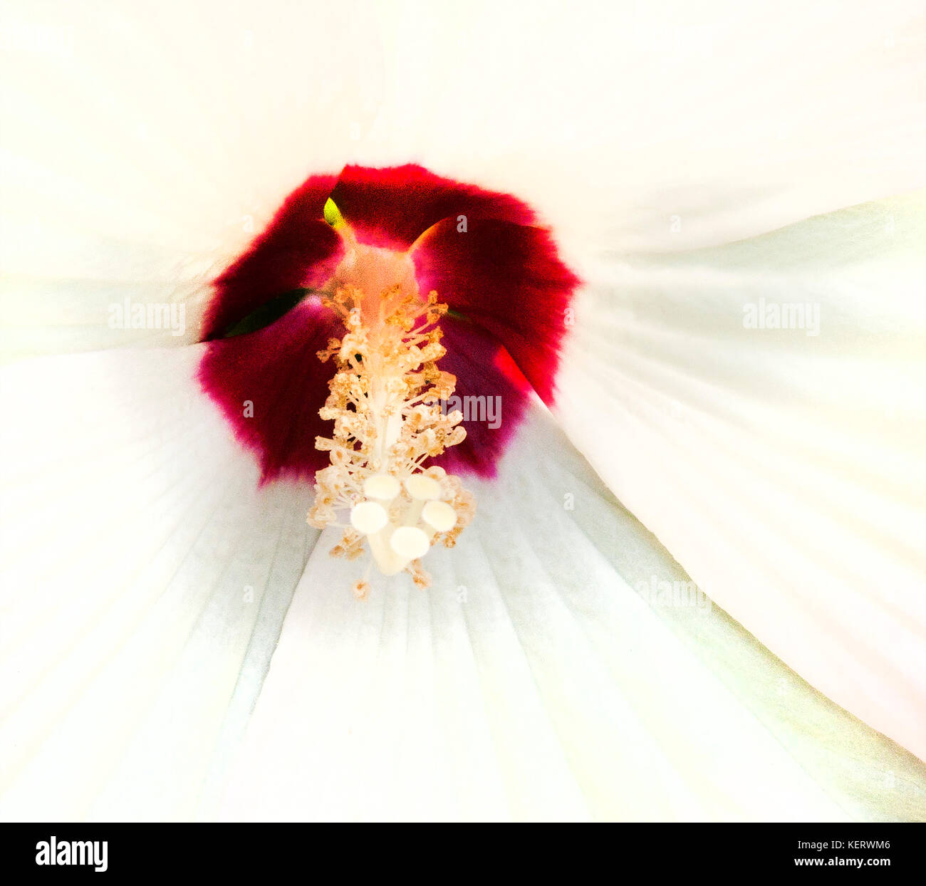 Hibiscus Flower, Red and White Petals Stock Photo