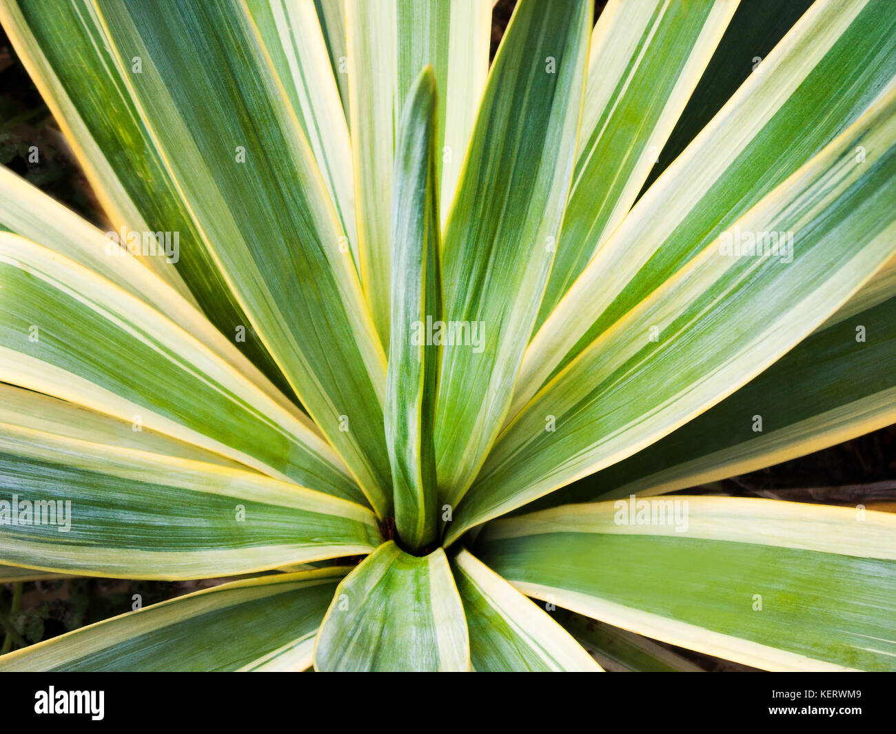 Golden Sword Yucca Plant Stock Photo