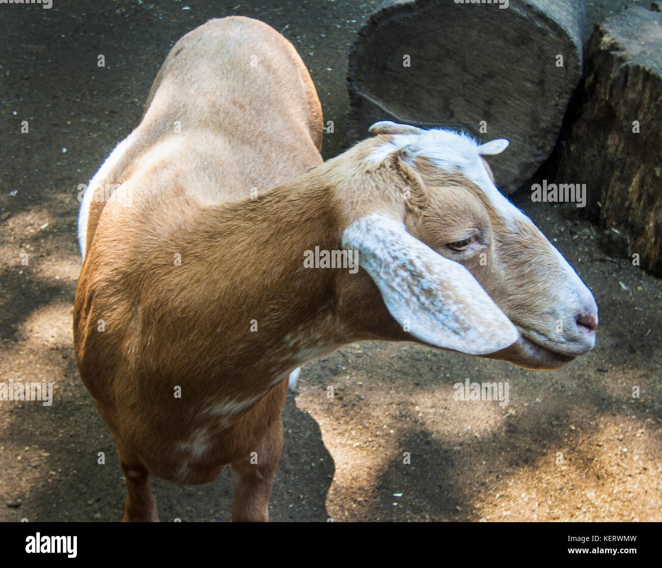 Close-up of Goat in Barnyard Stock Photo