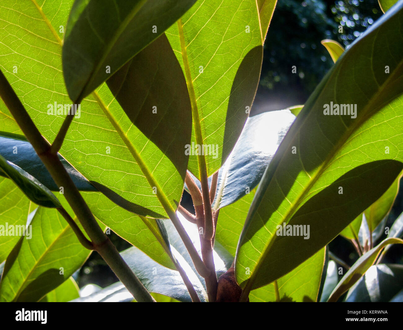 Sunshine Through Evergreen Magnolia Trees Stock Photo