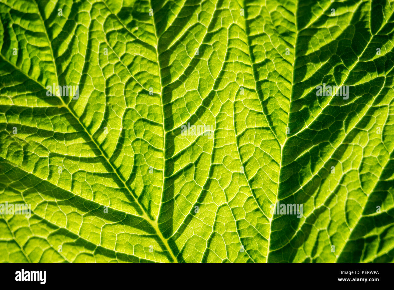 Detail of Green Leaf Stock Photo