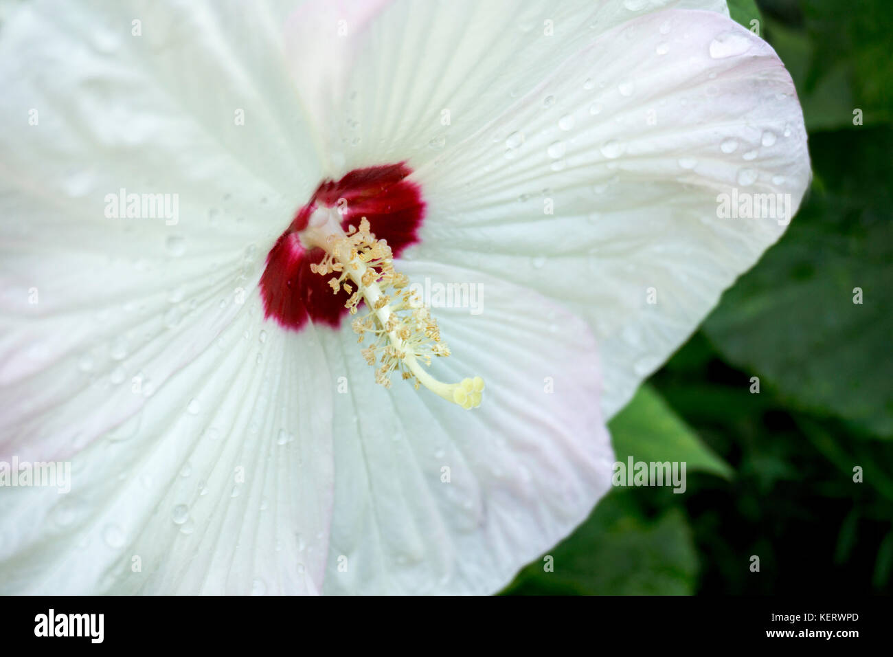 Close-Up of White Hibiscus Stock Photo