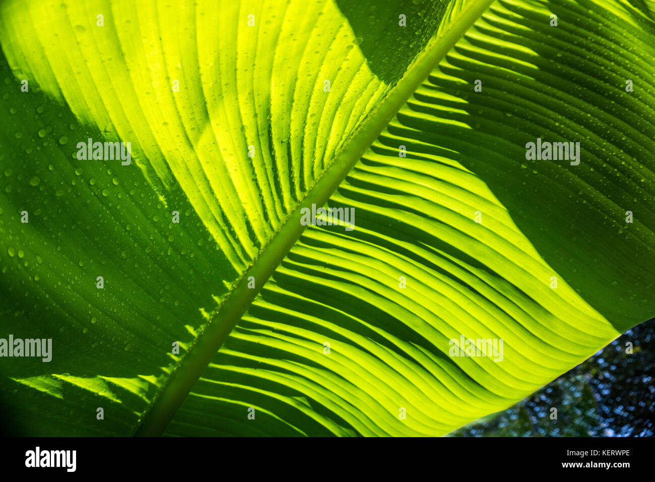 Sunlit Banana Leaves, Close-Up Stock Photo