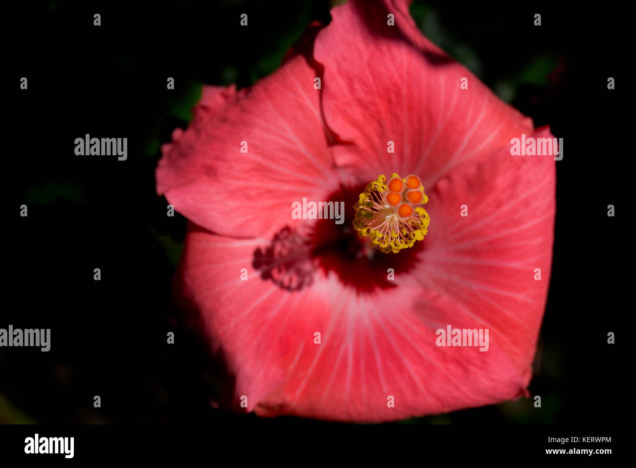Red Hibiscus Flower Stock Photo
