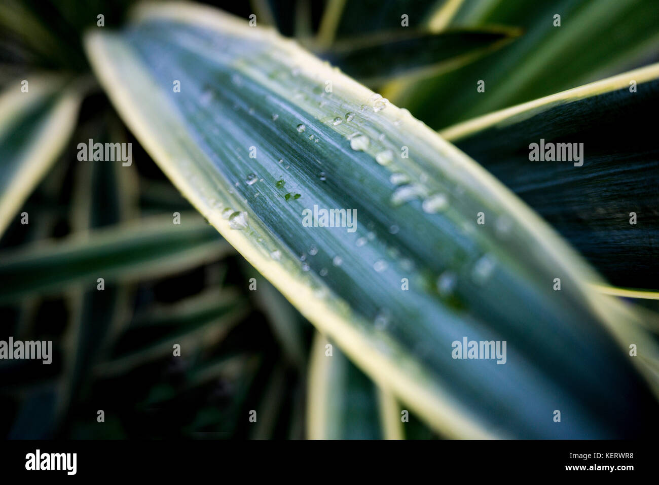 Close-Up of Yucca Plant with Morning Dew Stock Photo