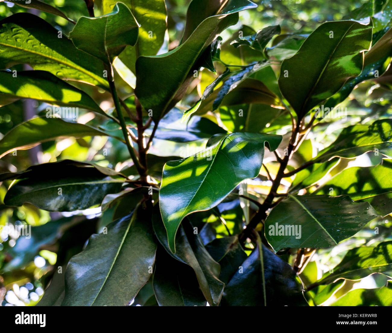 Evergreen Magnolia Trees Stock Photo