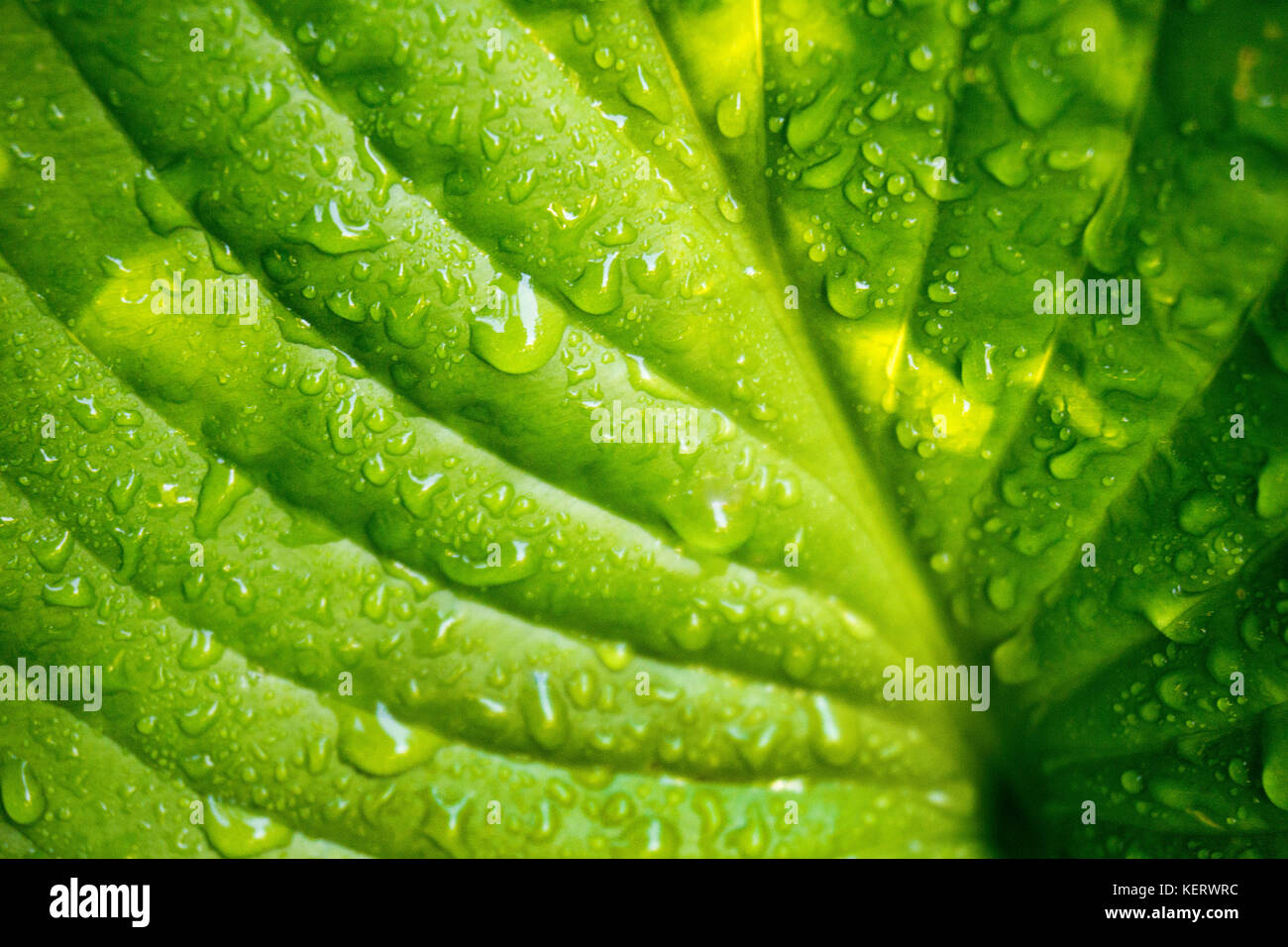 Close-Up of Green Hosta Plant Leaf with Morning Dew Stock Photo