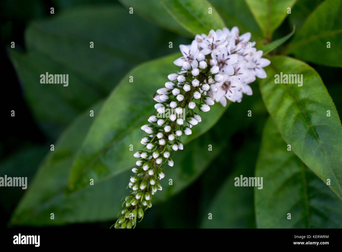 Flower Buds Blooming Stock Photo - Alamy