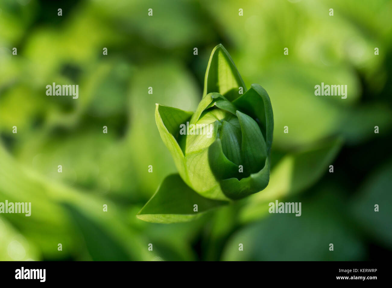 Close-up of Green Flower Bud Stock Photo