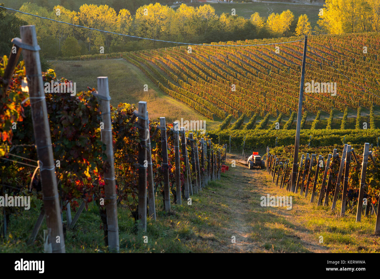Vineyards and Tractor at Sunset, Monforte d’Alba, Piedmont, Italy Stock Photo