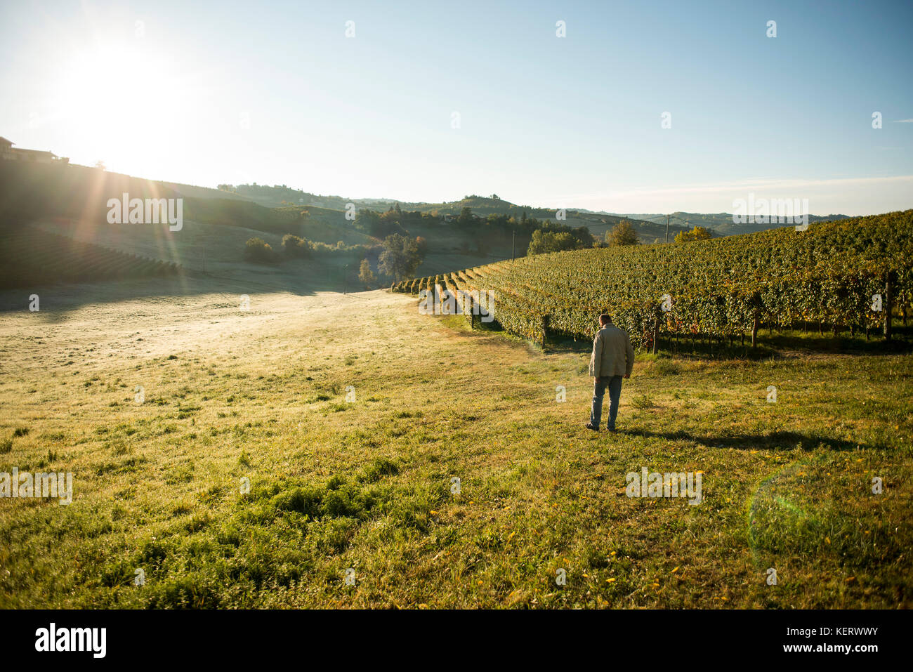 Man Walking Through Vineyard Field at Sunrise Stock Photo